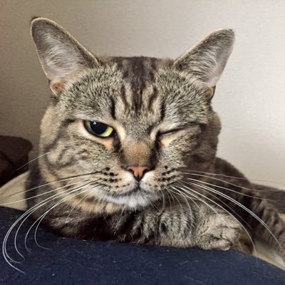 はりさんのプロフィール画像