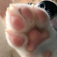 ぽちゃこ⁑ (@fuuuucancan) 's Twitter Profile Photo ぽちゃこ⁑ (@fuuuucancan) 's Twitter Profile Photo