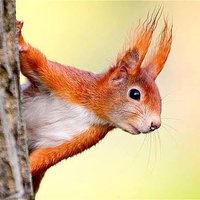 Student Discount Squirrel (@studiscsquirrel) 's Twitter Profile