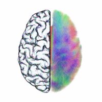 Connectome Proj Adl (@connectome_adl) 's Twitter Profile