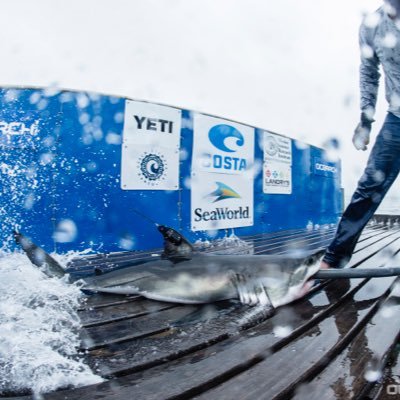 GreatWhiteFinn's profile picture. @ocearch and @seaworld put a satellite tag on me and now they follow me around i guess, but it’s cool because they are helping protect the ocean