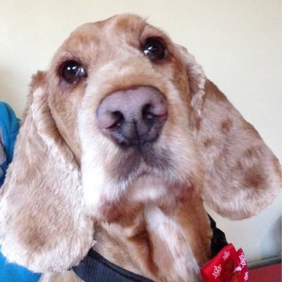 louiseconlonno3's profile picture. Personal thoughts here only !