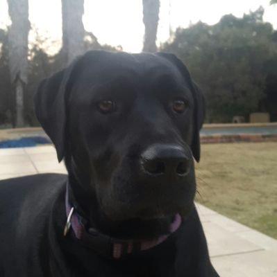 ElwinBotha's profile picture. awesome