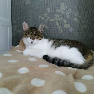 route458's profile picture. 東京競馬場に徒歩で20分🐴 京王閣に電車で25分🚲 味スタに自転車で22分⚽ LFC Full Membership会員⚽東京V⚽🎶中島みゆき🎵💛モノノフ💛🦀坂川陽香🚅🐴出資馬https://t.co/0fNkjHy6ix🐴