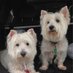 anjelle ❤️🖤🐶🍑 (@lovesmywesties) Twitter profile photo anjelle ❤️🖤🐶🍑 (@lovesmywesties) Twitter profile photo
