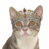 Newt Liver Shunt Cat (@newtthecat) 's Twitter Profile