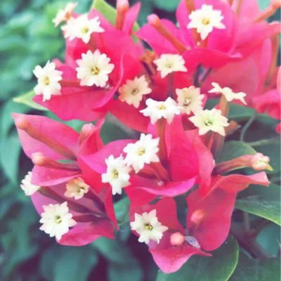 CDXuanFumsOtXOC's profile picture. 