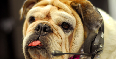 LazyDaisyMay's profile picture. English Bulldog with a colorful past.Loves Disco,French food and long walks on the beach.