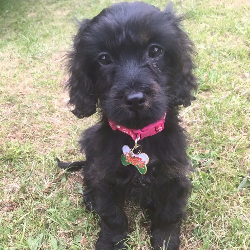 Cymraeg_Netty's profile picture. 