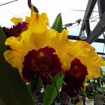 EveAsk82's profile picture. venezolana. luchando por mi país y siempre en resistencia.