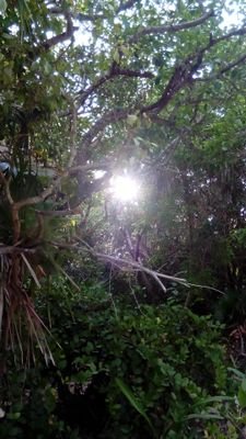 Caribe Mexicano, tierra de Alquimia! El lugar donde confluyen los elementos y se produce la transformación! Bienvenidas/os! 
ACA (Agenda de Caribe Alquímico)