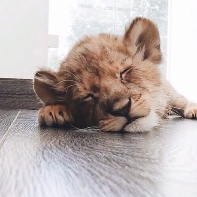 Hey everyone oh well this blog is dedicated to animals yep look at all the cute animals they are just so cute. ...
