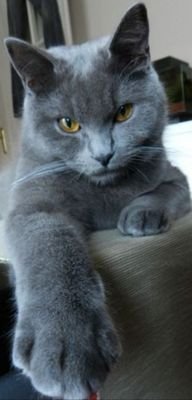I'm Shelby's support🐈 & I'm 💯% 🇺🇸MAGA! Back the Blue & our Vets. ♥4🕆 Wisdom is free~what we pay for is foolishness! NO DMs!