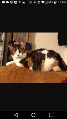 Fluffykins9's profile picture. Cats,dogs and memes