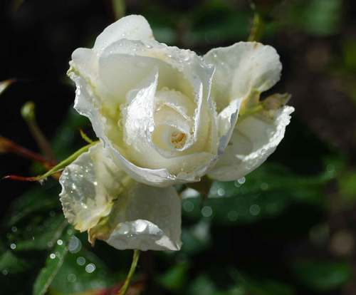 InnerCalmClub's profile picture. Our Mission Statement. To bring together the Philosophies, Techniques and Materials to promote Inner Calm and Well-being; to reduce Stress and to ease Tension.