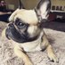 Molly 🇬🇧🐾 (@mollyfrenchbd) Twitter profile photo Molly 🇬🇧🐾 (@mollyfrenchbd) Twitter profile photo