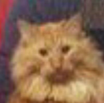 youdaman3978's profile picture. Photography. With a Sony a6100 and an Iphone 11.