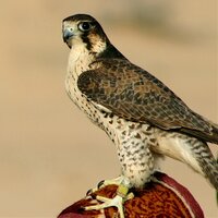 Anke H (@ankeh2o) 's Twitter Profile