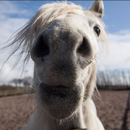Horses4Help offers Therapeutic Horsemanship sessions to enrich the lives and experiences of individuals who will benefit spending time with our horses.