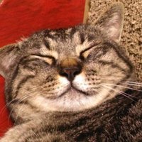 ねこにゃん (@22220202222) 's Twitter Profile