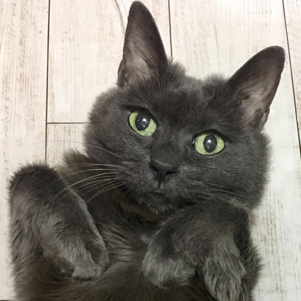 pecoさんのプロフィール画像