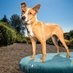 Oregon Dog Rescue (@oregondogrescue) Twitter profile photo Oregon Dog Rescue (@oregondogrescue) Twitter profile photo