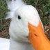 Ducks Bazwell (@DucksBazwell) Twitter profile photo