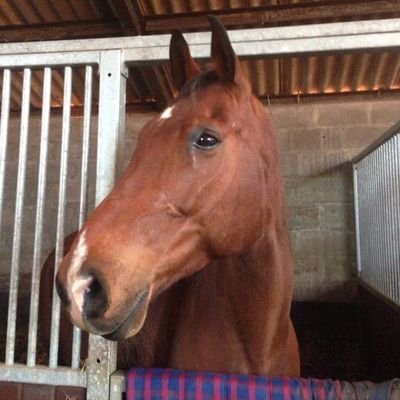 Retail outlet selling everything for horse & rider with friendly, professional customer service based at Pamphill Dairy in Wimborne