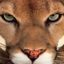 cougarseekslion's profile picture. Dawna Henderson, CEO of henderson bas, is prowling for you in Cannes. Careful, she's there to get her claws into you.