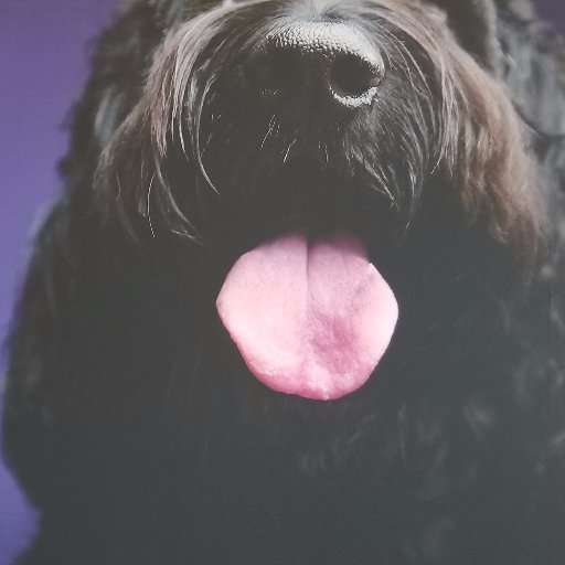 DPetAustin's profile picture. Luxury Boarding facility.