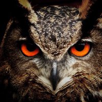 Give A Hoot(@lowder_ja) 's Twitter Profile Photo