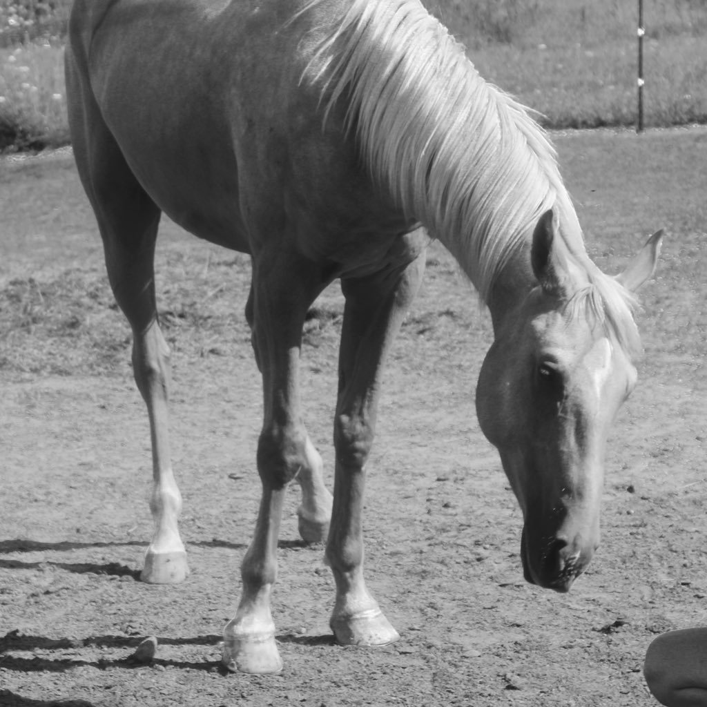 stablehorses's profile picture. classy, sassy, and a little horse obsessed 🙊