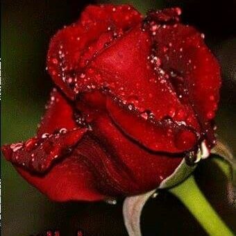 ghalibemad5's profile picture. ‏الناس نامت وانا النوم ماجاني

والشمس أشرقت لليوم الثاني

ياطير ليتك تسمعني الألحاني

نطرب انا وانت والدنيا نخليها
.
.
.
#صباح_الورد