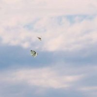 天高く、舞うは紋白 (@cuchulainn_07) Twitter profile photo