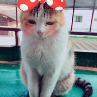 gn_uuuv (@r6ssinya43098) 's Twitter Profile