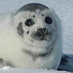 C4_leopardseal's profile picture. 