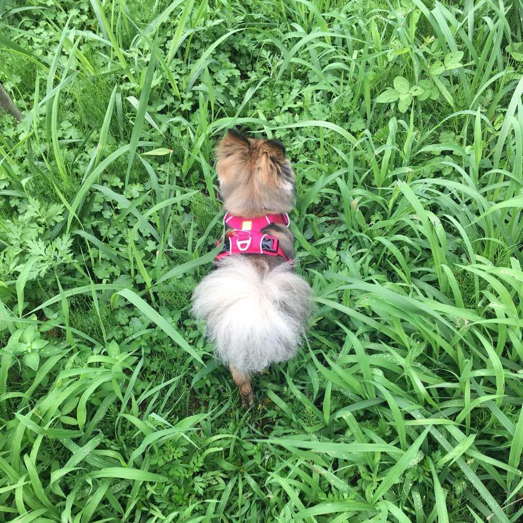 🌈 ᴄᴏɴᴀɴ 🐾🌿さんのプロフィール画像