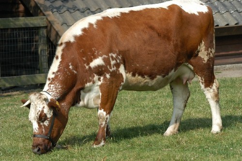 wolfslaarbreda's profile picture. 