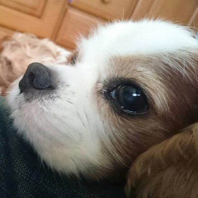 fumimart's profile picture. SN ふみ丸/PSID openipeni123 NAから囚われてるろるおじさん