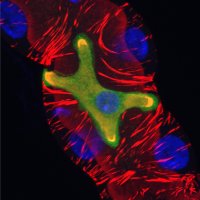 Denholm Lab (@denholmlab) 's Twitter Profile