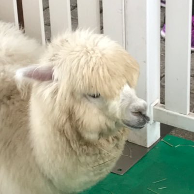 f_issey's profile picture. サッカー、アントラーズ、テニス、ゴルフ、Mリーグ、EX風林火山、るみあき、きのはる、音楽が好き。ギターが上手になりたい。ある日突然無言でフォローしたりします。