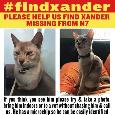 Xander is a sweet shy Abyssinian, microchipped, neutered, has never been away from his family or alone before. He's been missing/stolen since 18/07/17