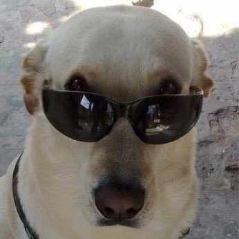 Suamyguito's profile picture. Ser Amable @danipintarte