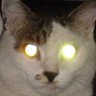 Nyaboo's profile picture. 元13歳子供。人間の年齢でいえば成年済みの人間。
国の許可を得ずにピアノを弾いています。
ときめきメモリアルの清川望さんを好きになったのをきっかけに、ダンスを習ってます。