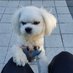 vivi🦌🌻🌰💐 (@badapadam) Twitter profile photo vivi🦌🌻🌰💐 (@badapadam) Twitter profile photo