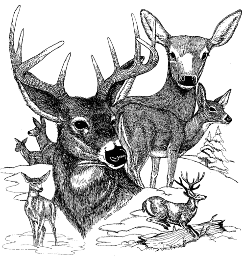 ldwc's profile picture. 