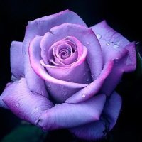 اموووووله 🌺 (@l677mtu21c98qaz) 's Twitter Profile Photo