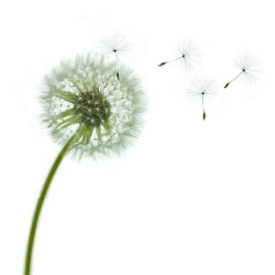 fiongjker's profile picture. 