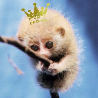 mpSouznd's profile picture. „Romanes eunt domus“