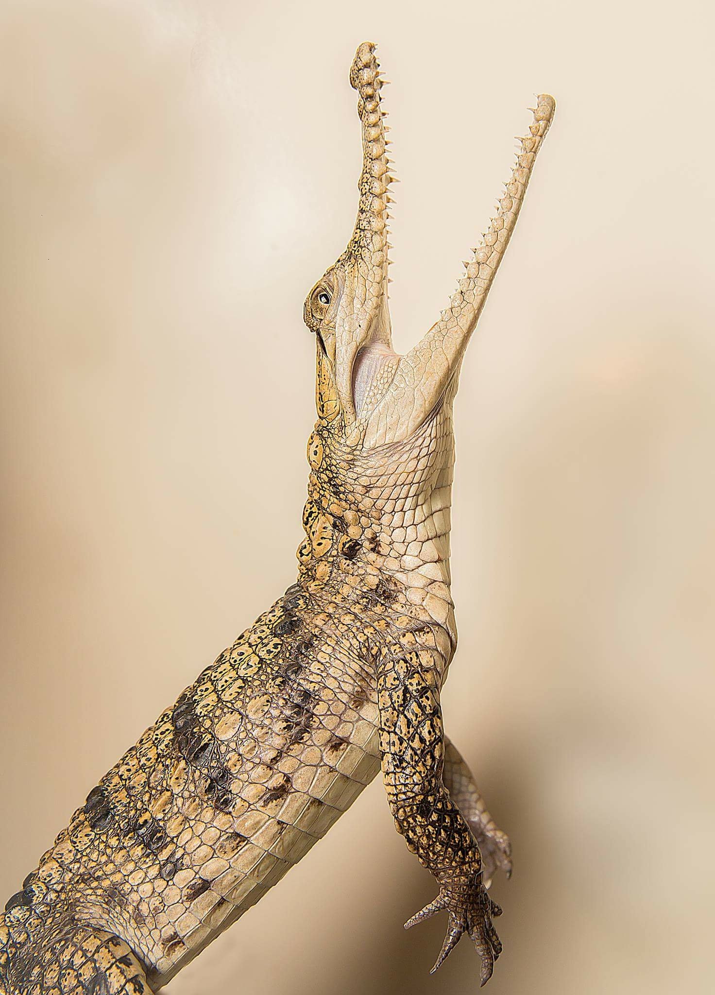 LMLARau's profile picture. A new breed of mobile reptile zoo. Based in Victoria, Australia Follow us for updates on our collection of gorgeous Australian reptiles !